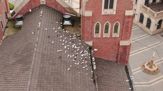 航拍屋顶成群的白鸽
