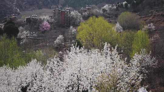 乡村风景丹巴藏寨梨花开