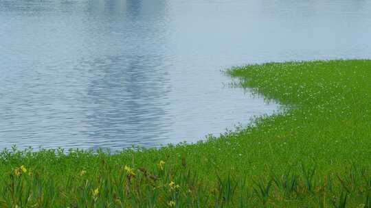 河边湖边池塘边的水草湿地公园视频素材模板下载
