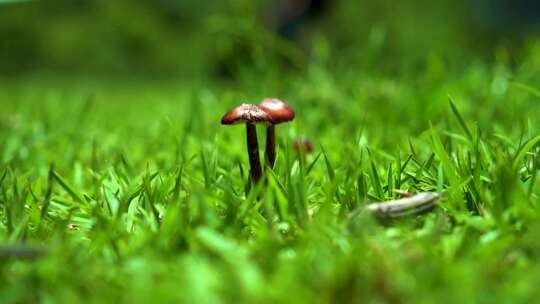 罕见蘑菇菌类云南森林里的蘑菇微距摄影