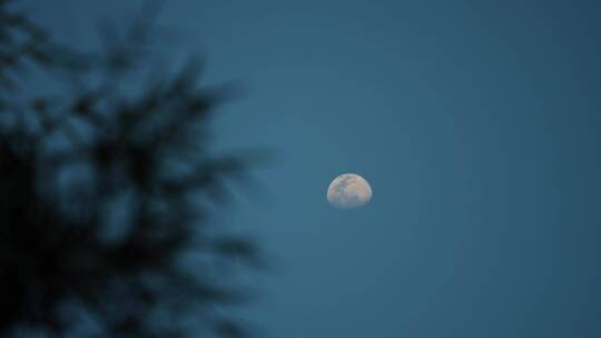 夜幕降临傍晚树影月亮风景4k视频素材