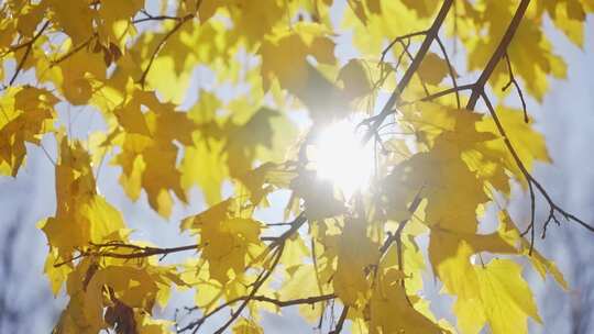 阳光穿过银杏树叶