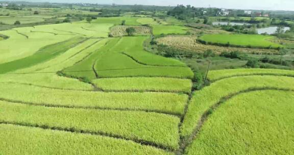 平原乡村稻田东北大米水稻航拍粮食种植基地