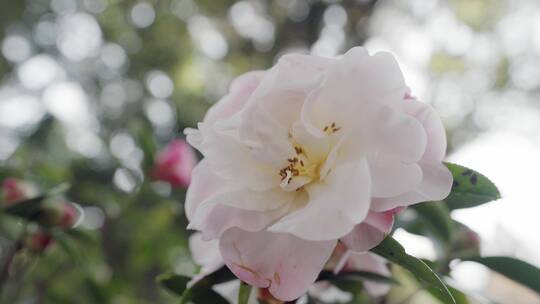 4K-云南山茶花，山茶花实拍，山茶花怒放