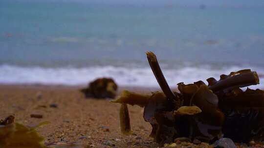 海浪 海滩 海鸥 沙滩 浪花