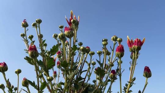 菊花花蕾特写