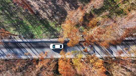 塘下公路  水杉林 秋天最美公路