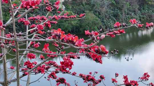 湖畔盛开的木棉花