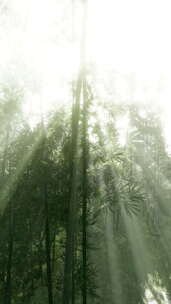 阳光穿过竹林