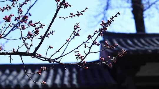 唯美春天立春园林梅花古建筑诗音梅花