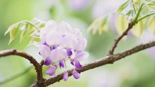 大自然的和谐乐章：山间日落与生命初醒