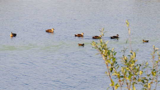 春天湿地小河一群野生斑嘴鸭子视频素材模板下载