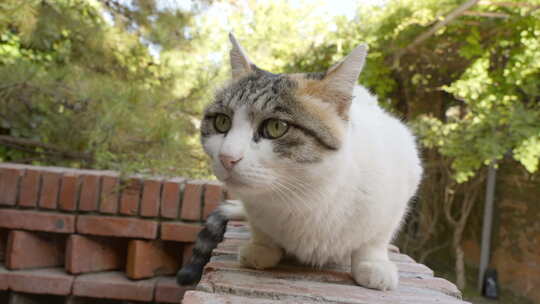 猫趴在墙上张望休息好奇