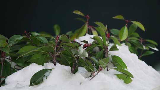 4K雪冰雪融化从冬天到春天的季节变化