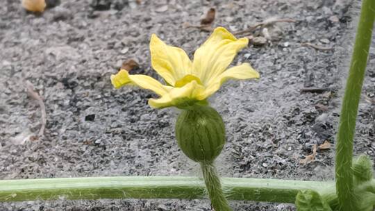 西瓜花果