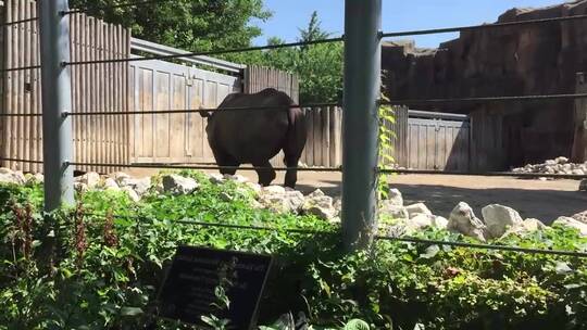 动物园里的犀牛视频素材模板下载