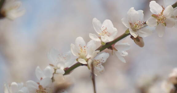 盛开花朵蜜蜂采蜜蝴蝶飞舞