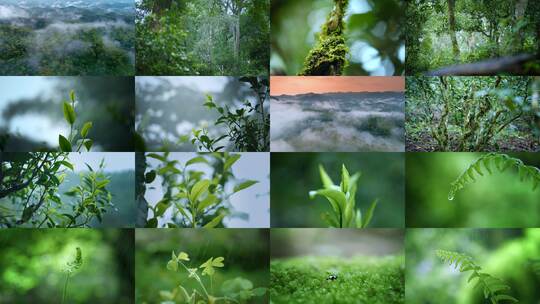 4k茶园生态热带雨林云雾森林茶树芽微生物高清在线视频素材下载
