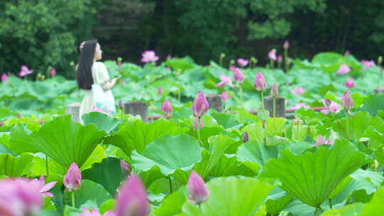 武汉东湖磨山景区盆景园