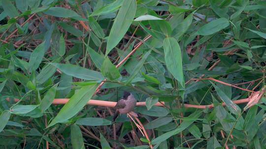 乡村绿色竹林里的白喉红臀鹎野生动物飞鸟