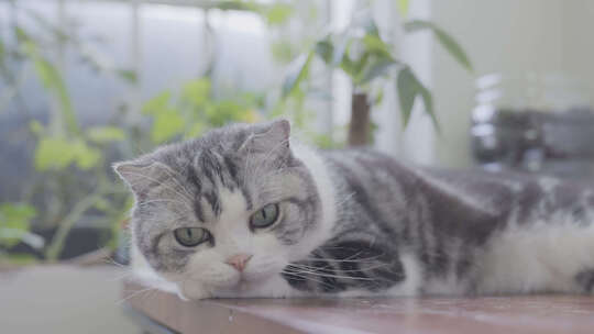 一只宠物猫视频素材模板下载