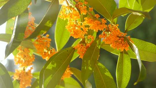 花开满枝桂花树 桂花 桂花空镜素材