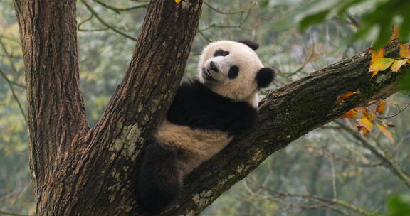 秋季大树上玩耍的国宝大熊猫看镜头微笑