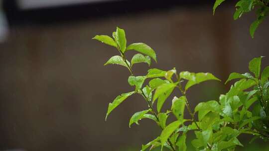 高清50帧慢动作雨天绿叶雨水