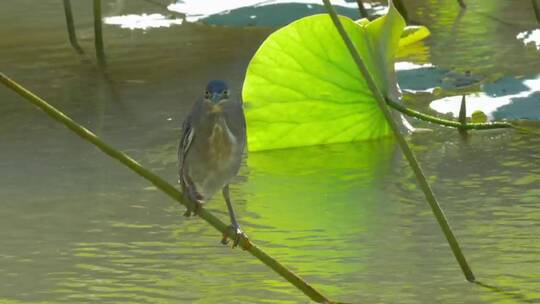 站在池塘植物上的鸟