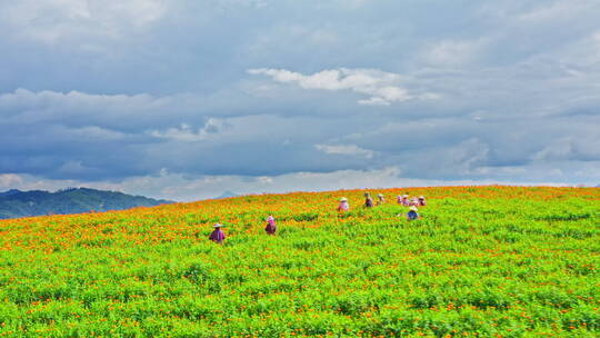 农民忙着在地里采摘万寿菊