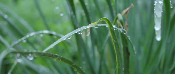 小雨中的青草