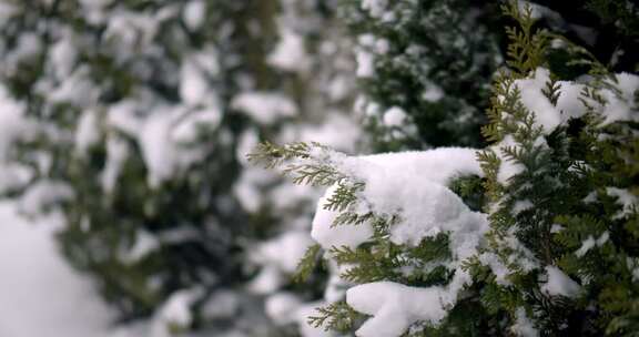 冬天森林树木冰雪覆盖