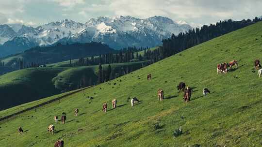 新疆阿勒泰草原牛羊航拍