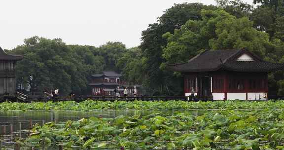 杭州西湖中式园林初夏细雨荷叶曲院风荷