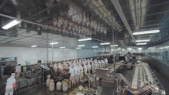 海参加工生产线工人在流水线上处理海鲜