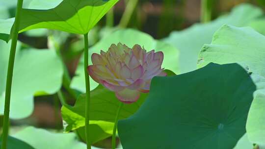 杭州西湖荷花特写