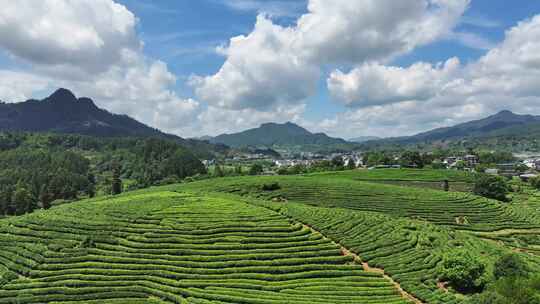 武夷山红茶茶园茶树茶叶航拍视频素材模板下载