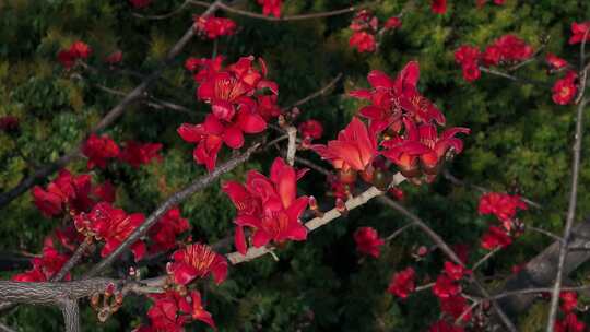 盛开的木棉花特写