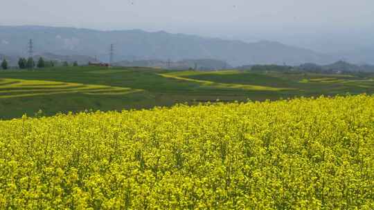 油菜花 油菜花海 乡村振兴 田野