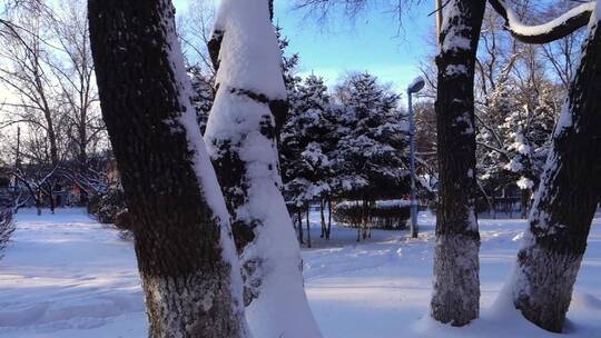 冬天公园老树小河雪景