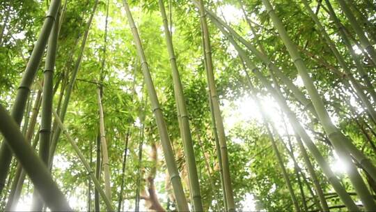 透过竹林的阳光视频素材模板下载