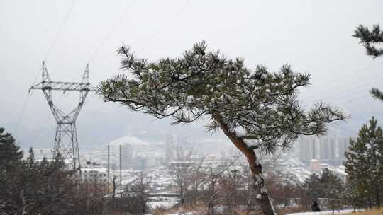 大雪天的迎客松虚实特写高清视频