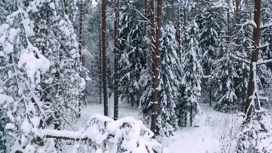 冬季冰雪森林雪花飘飘