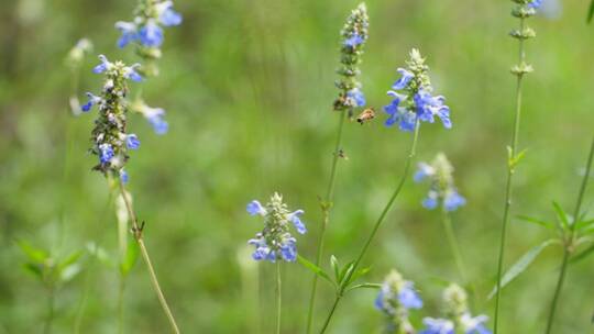 慢镜头特写蜜蜂在鼠尾草花上采蜜