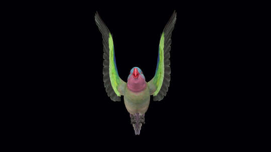 鹦鹉鸟-澳大利亚公主-飞行环-前视图CU