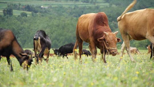牛羊群悠闲的在草原上吃草