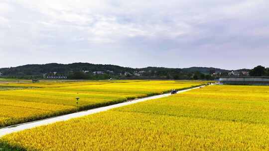 4k长沙隆平稻作公园秋收稻田航拍