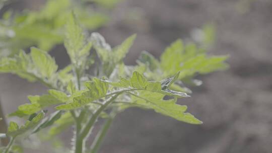 番茄西红柿温室生长微距拍摄LOG素材