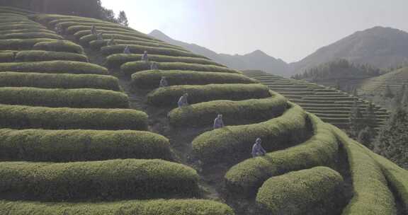 茶山 茶园 采茶