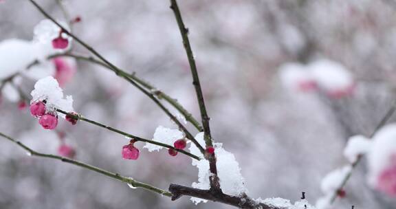 冬季下雪雪中红梅唯美空镜合集